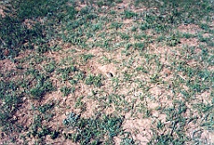 1997 - USA 031 (Estes Park, CO - Ground Squirrel)